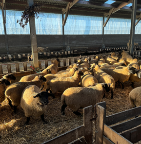 moutons en élevage